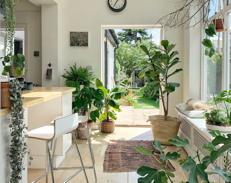 Indoor Plants
