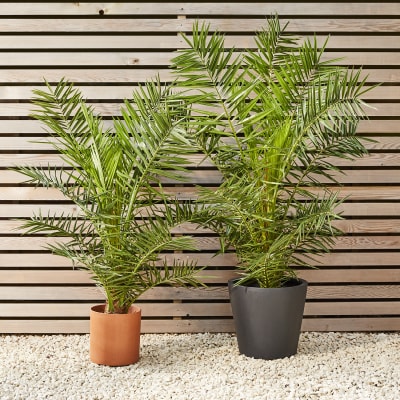 Outdoor Plants
