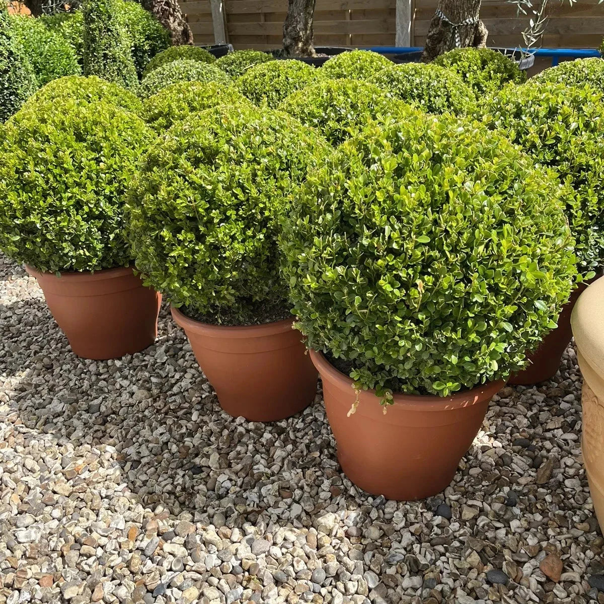 Topiary Buxus BALLS - Stylish Contemporary Box Ball PLANTS