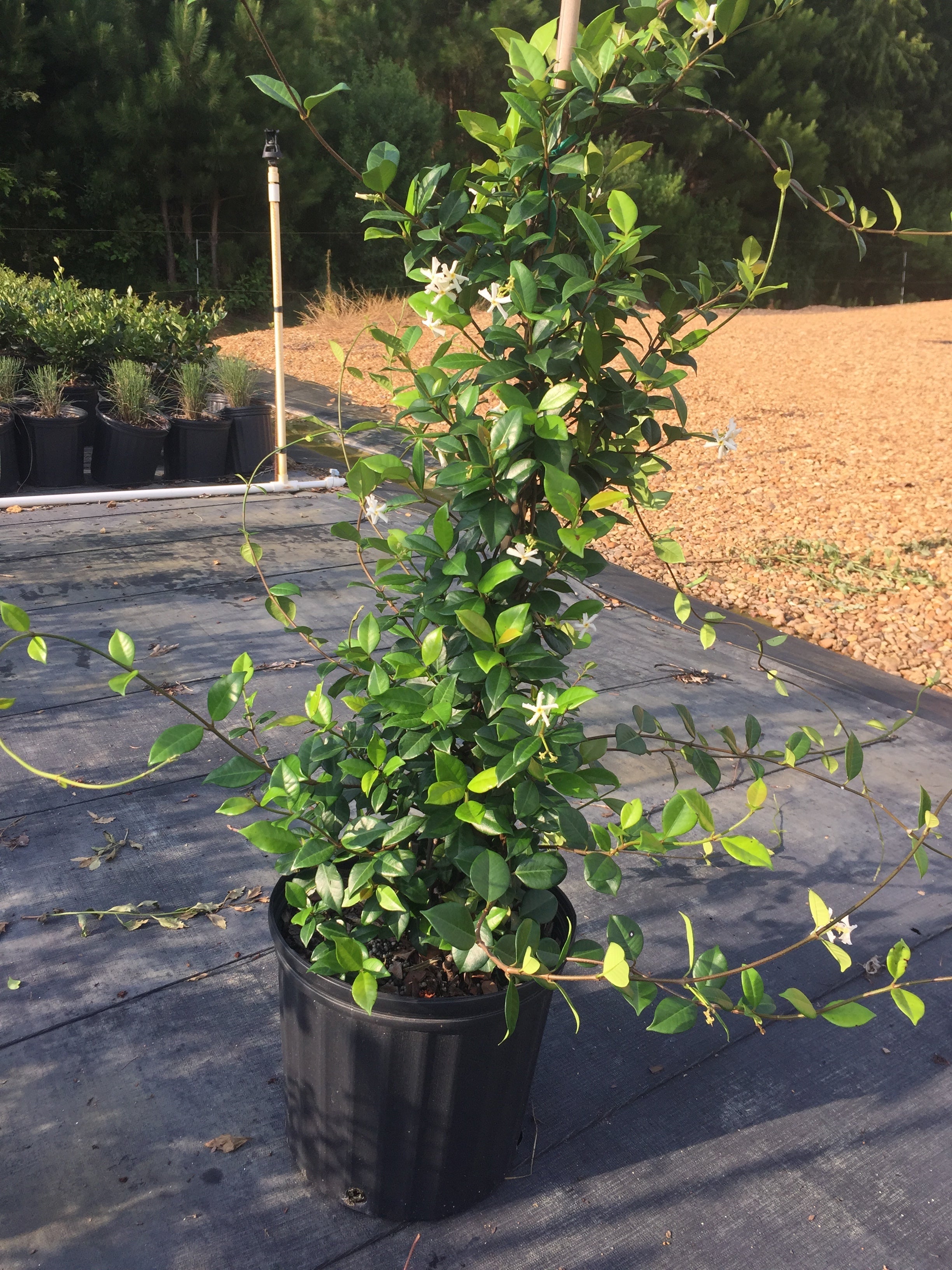 Star Jasmine