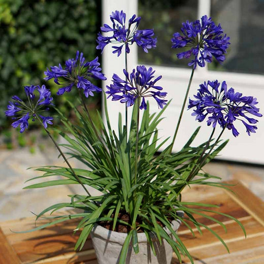 'Brilliant Blue Dwarf' Agapanthus - Blue-Purple Bicolor Dwarf African Lily of the Nile (Agapanthus campanulatus var. patens F2 hybrid 'Brilliant Blue' PP25966)