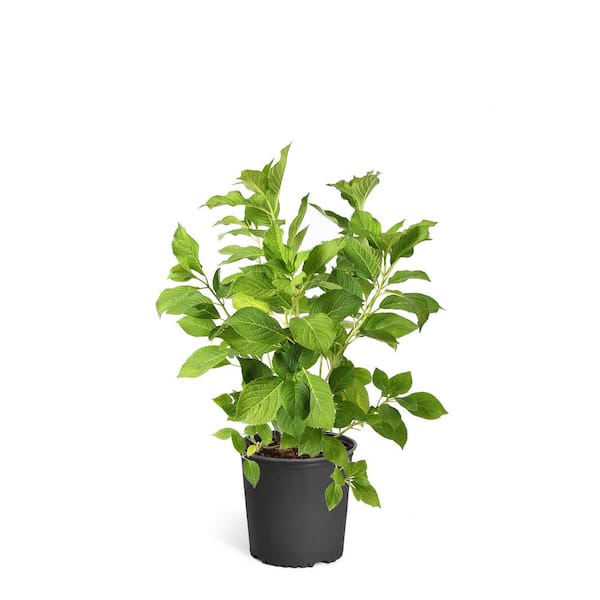 3 Gal. Annabelle Hydrangea Flowering Shrub with White Blooms