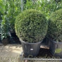 Taxus Baccatta Topiary Balls English Yew - Various Sizes