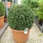 Taxus Baccatta Topiary Balls English Yew - Various Sizes