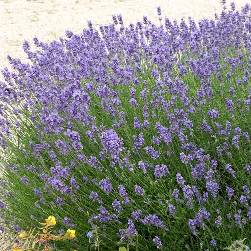 Hidcote English Lavender