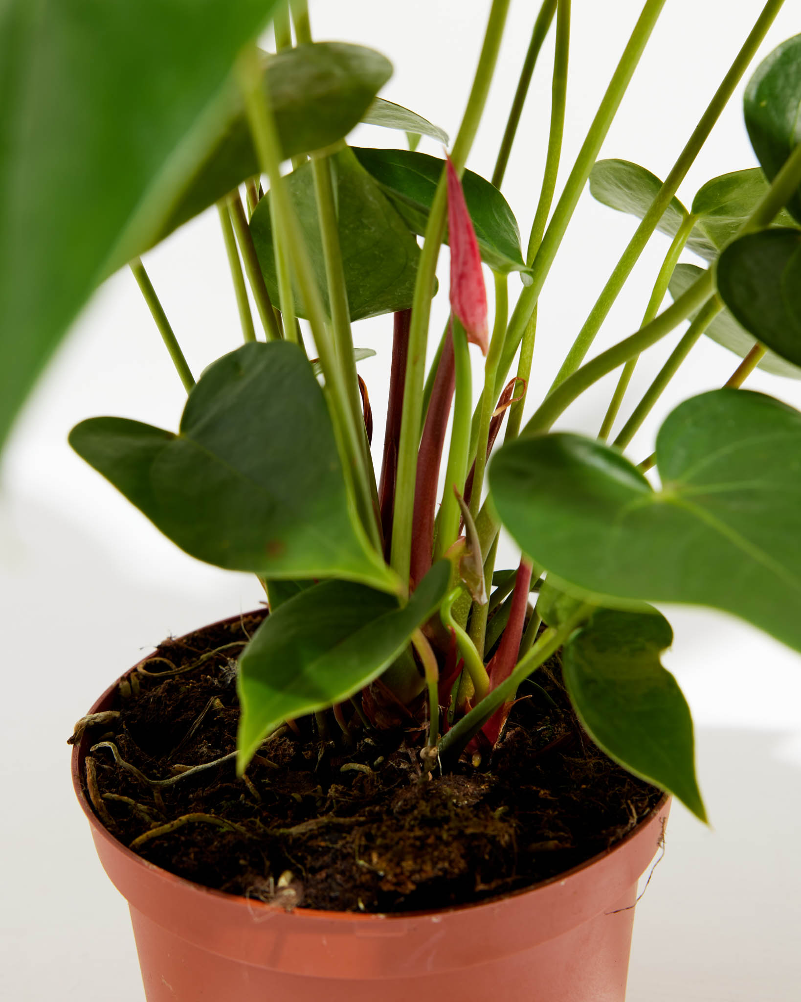 Flamingo Flower