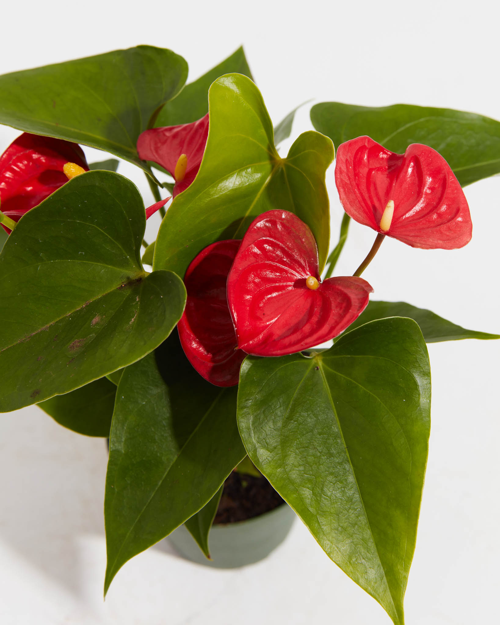 Flamingo Flower