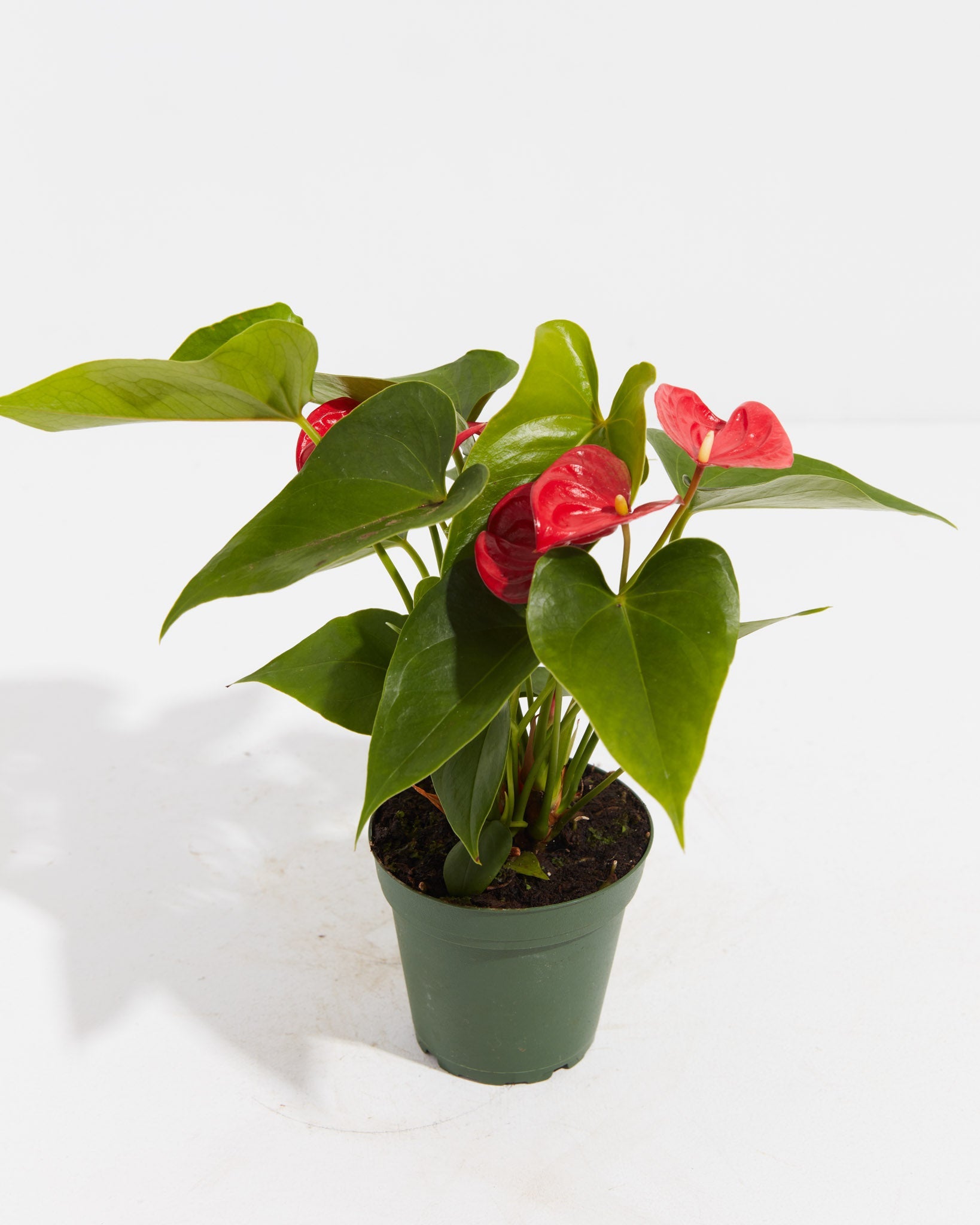 Flamingo Flower