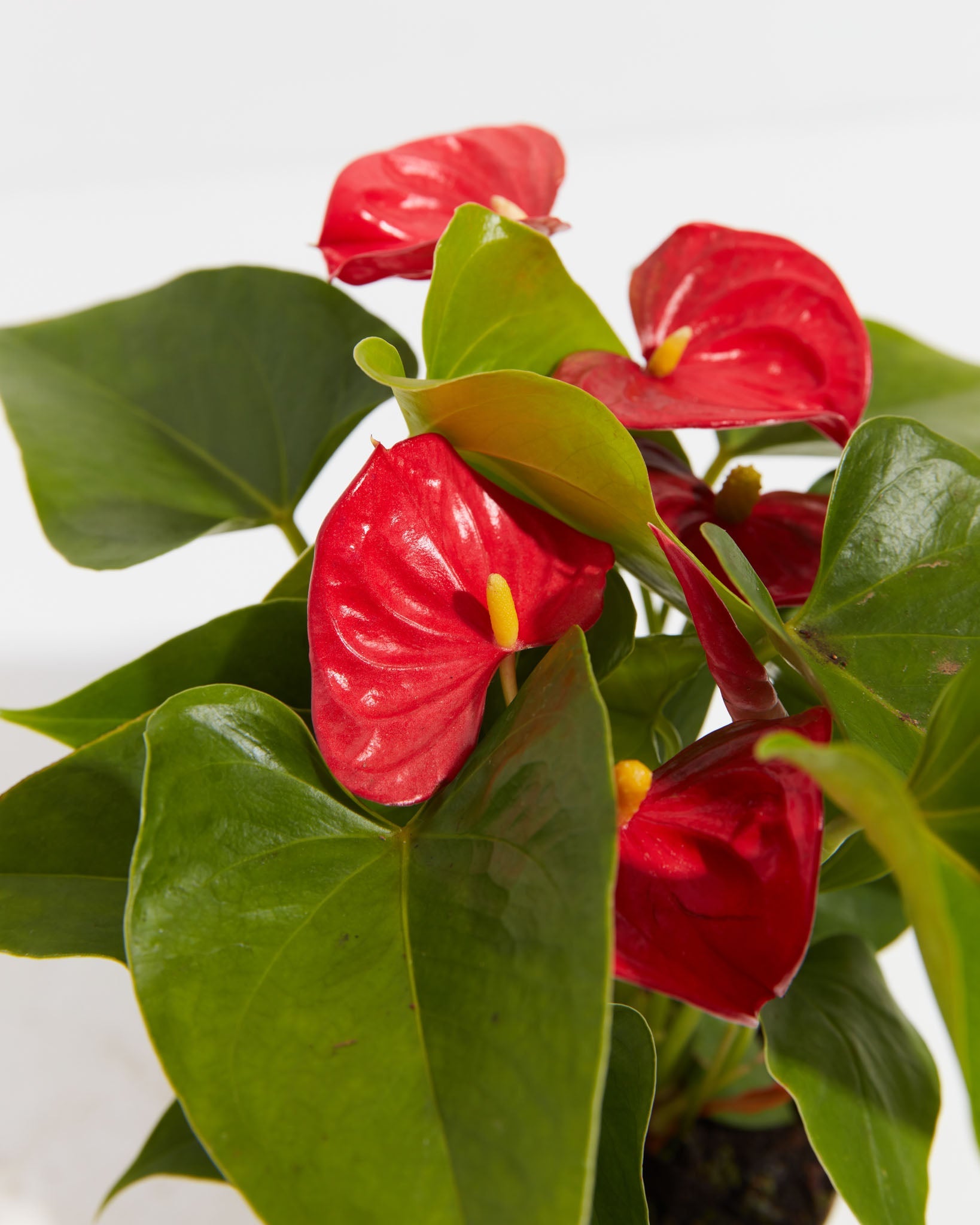 Flamingo Flower