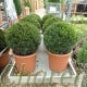 Taxus Baccatta Topiary Balls English Yew - Various Sizes