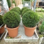 Taxus Baccatta Topiary Balls English Yew - Various Sizes