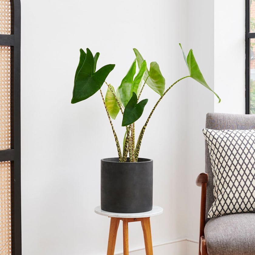 Alocasia Zebrina - Zebra Plant