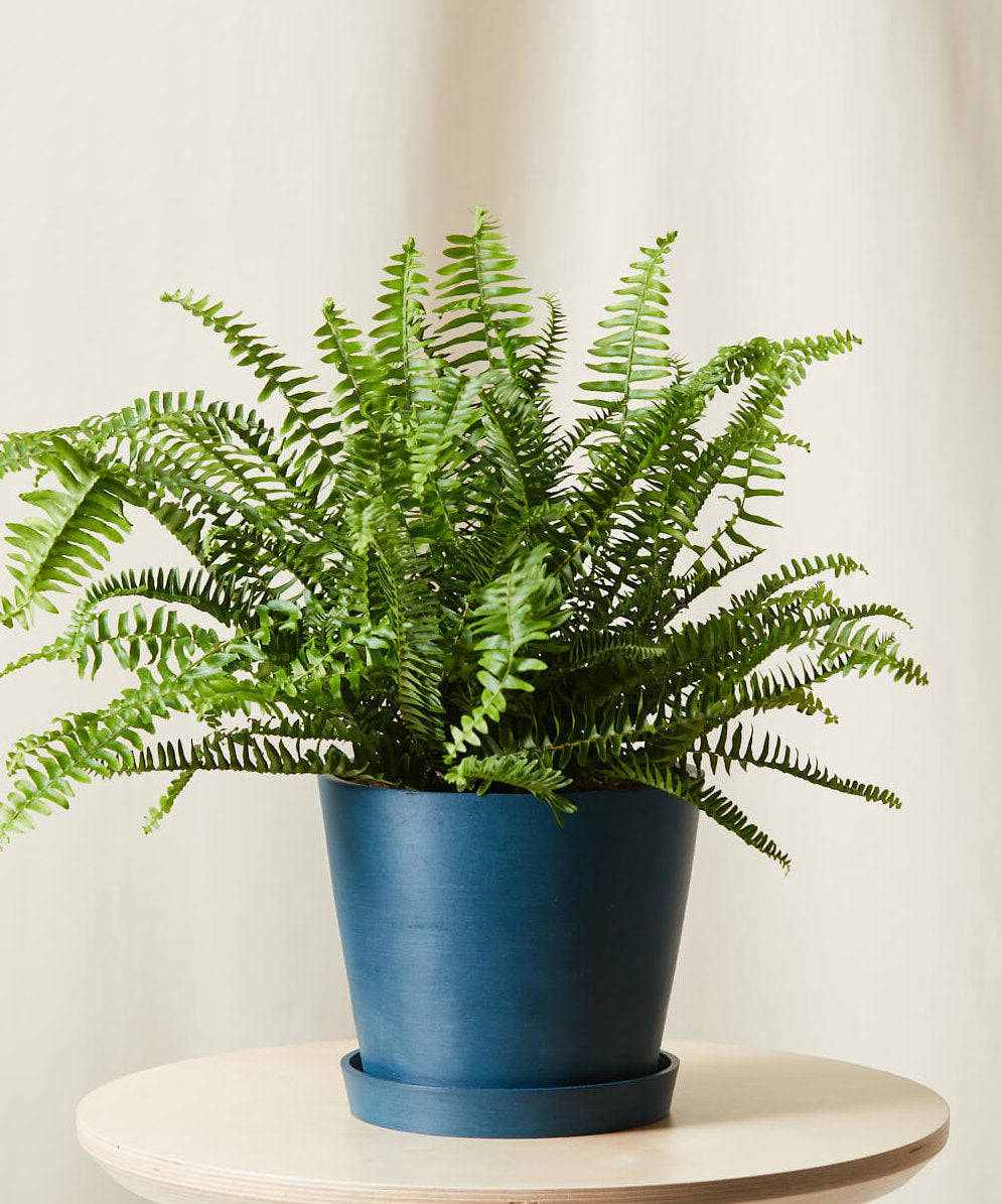 Bostern Fern