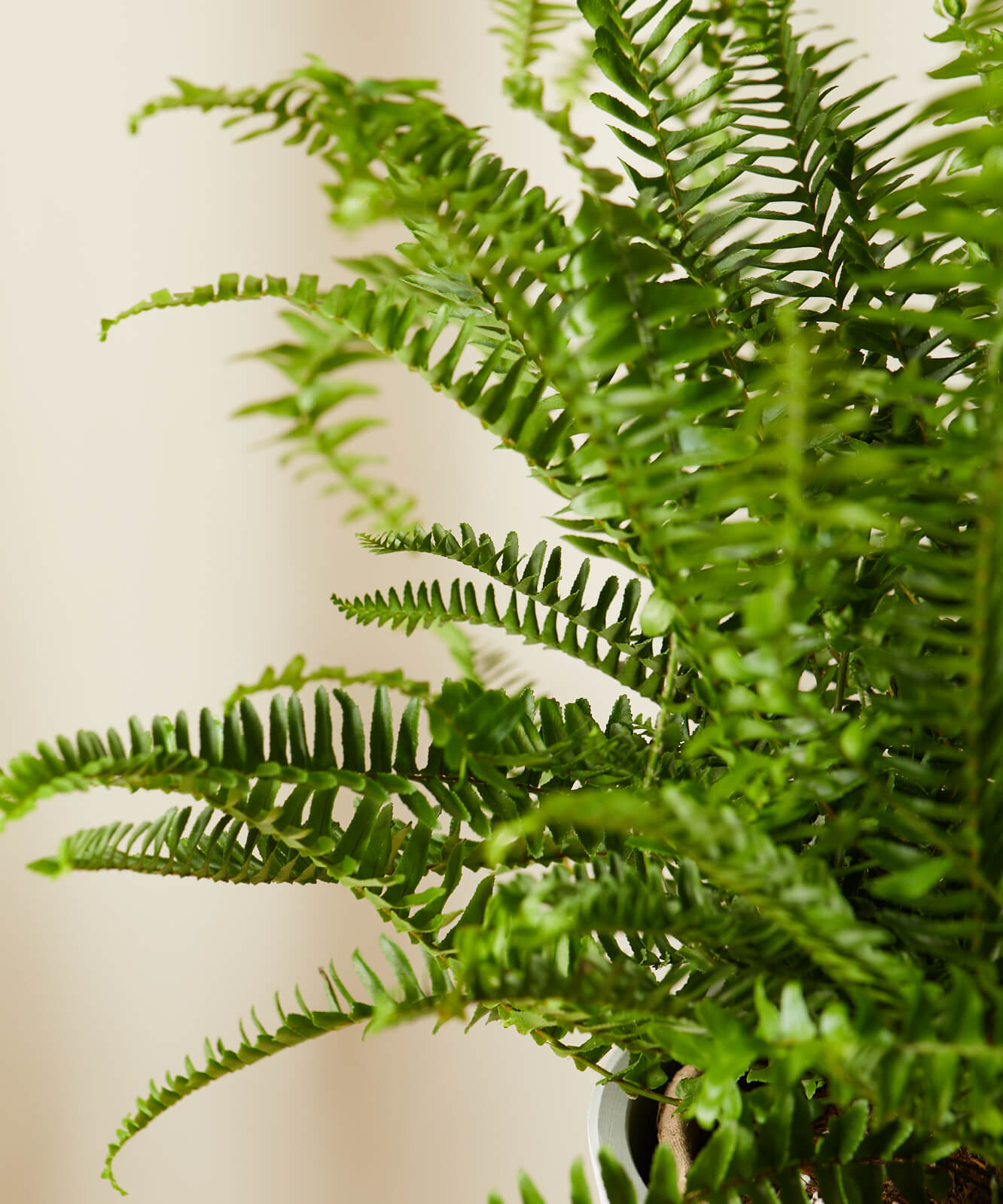 Bostern Fern