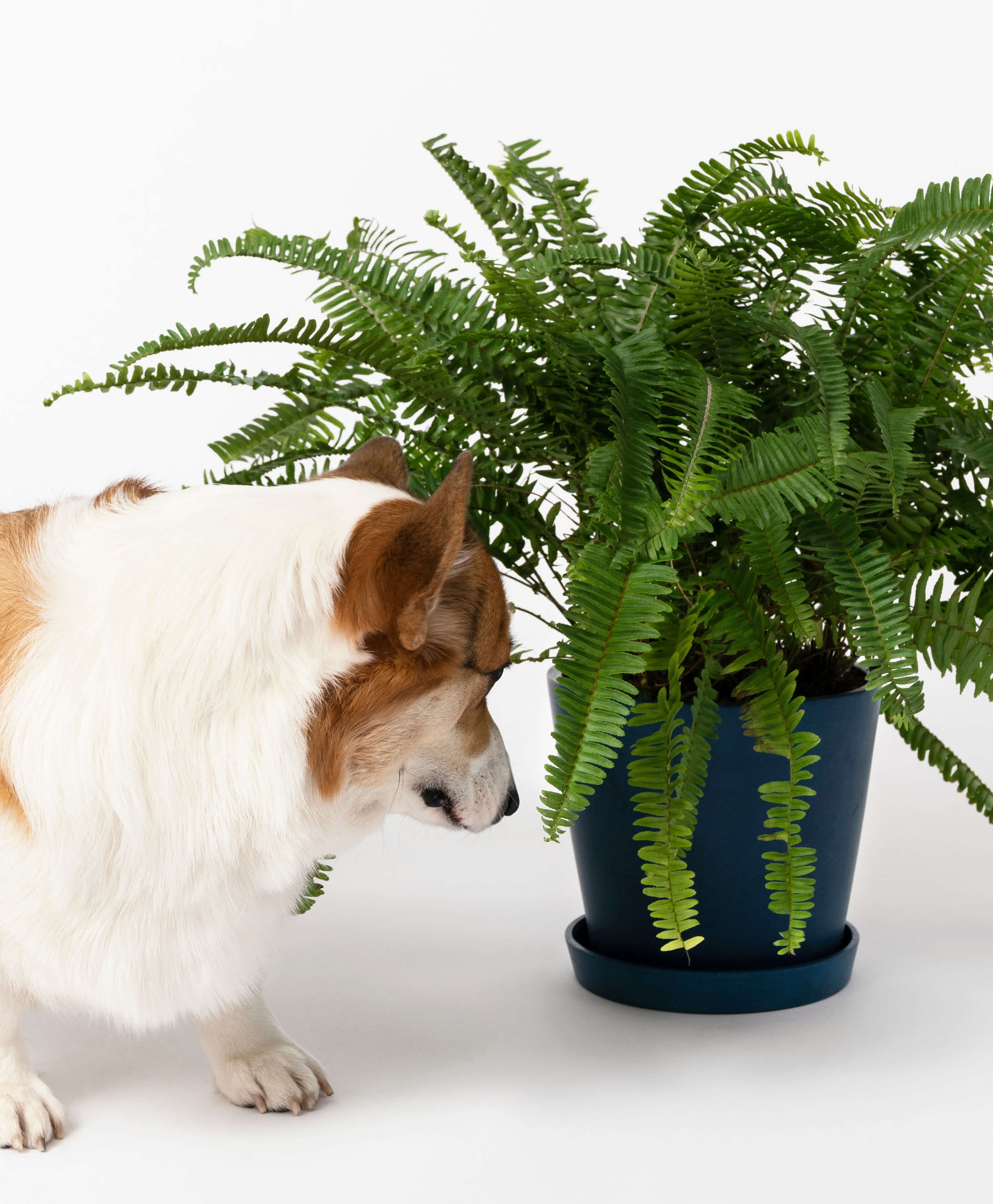 Bostern Fern