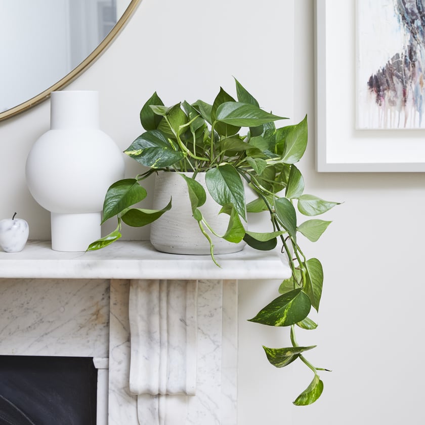 Epipremnum aureum- Devils Ivy