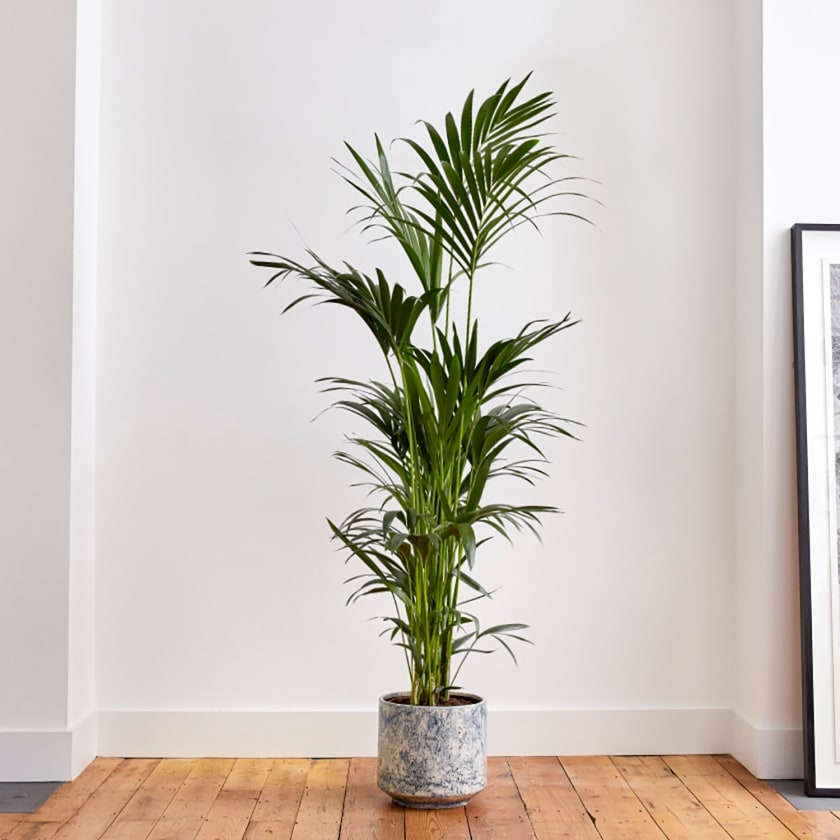 Howea forsteriana - Kentia Palm 150cm Tall