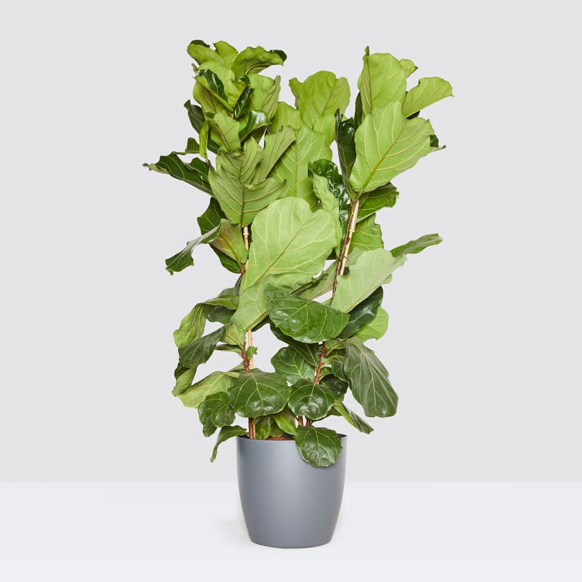 Ficus lyrata - Fiddle-leaf Fig