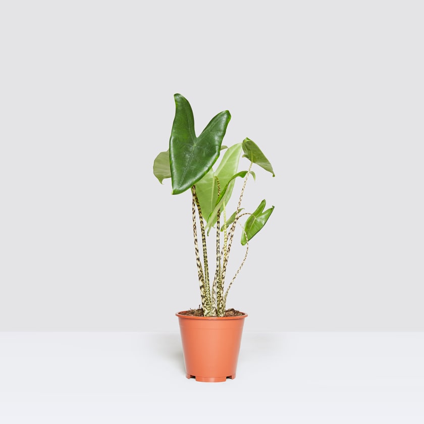 Alocasia Zebrina - Zebra Plant