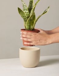 snake plant 