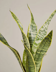 Sansevieria trifasciata - Snake Plant 35-45cm