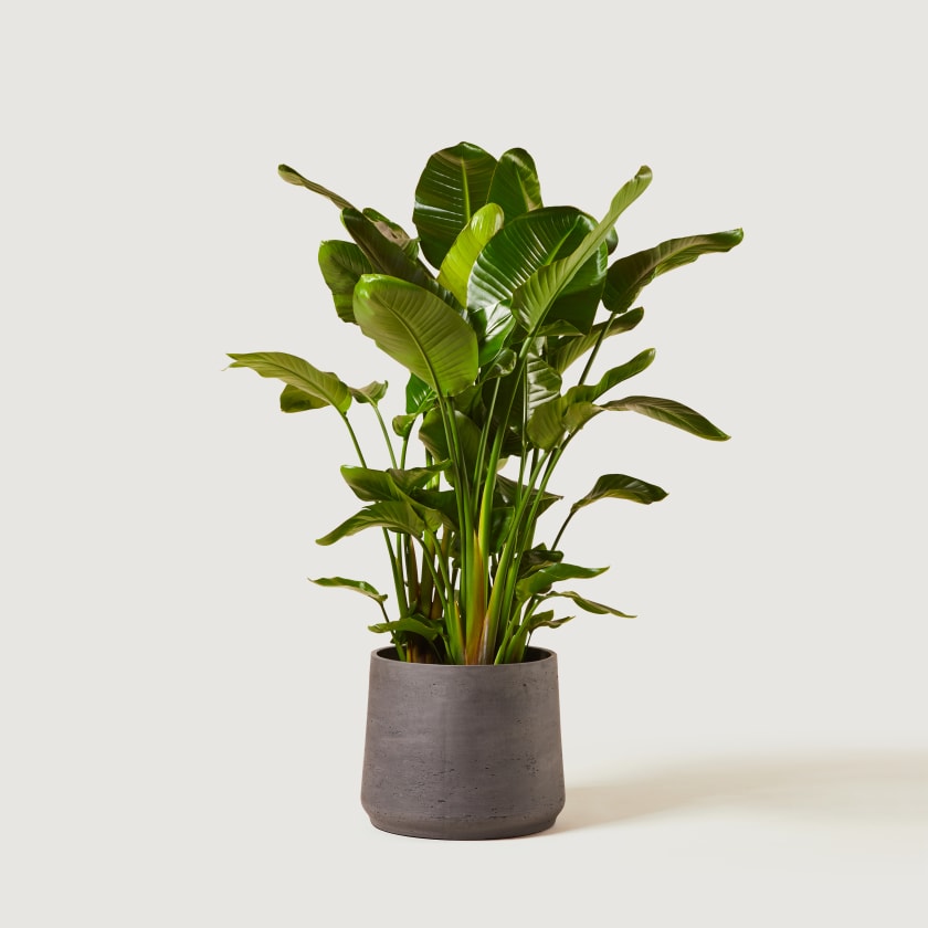 Strelitzia nicolai - Wild banana; white bird of paradise